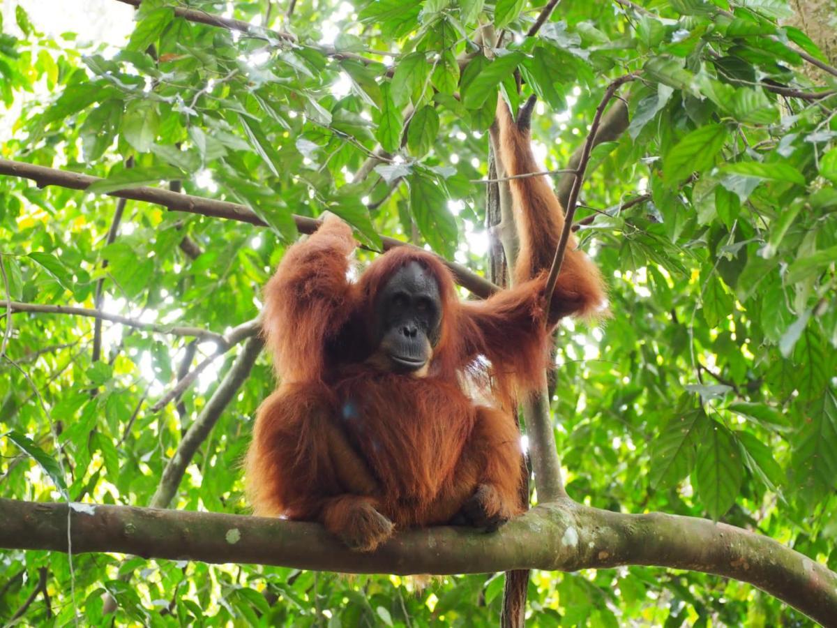 Lucky Bamboo'Bungalows-Resto And Orangutan Jungle Trekking Tours Bukit Lawang Eksteriør billede
