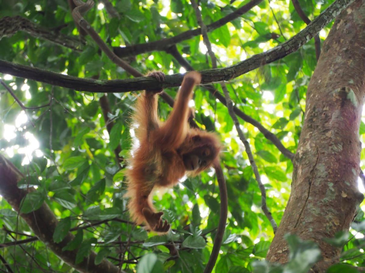 Lucky Bamboo'Bungalows-Resto And Orangutan Jungle Trekking Tours Bukit Lawang Eksteriør billede