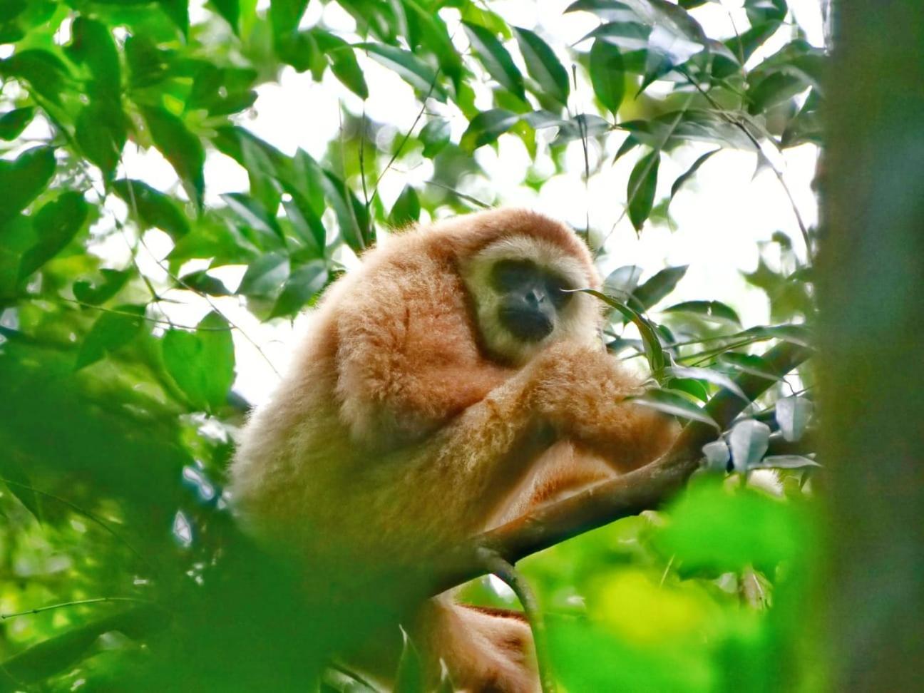 Lucky Bamboo'Bungalows-Resto And Orangutan Jungle Trekking Tours Bukit Lawang Eksteriør billede